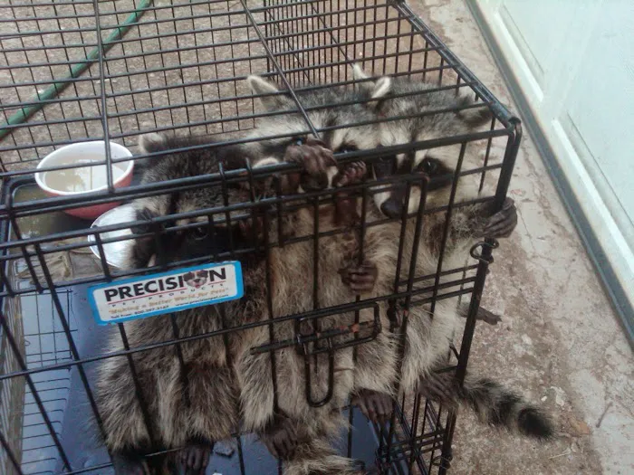 All Wildlife Control Picture 10