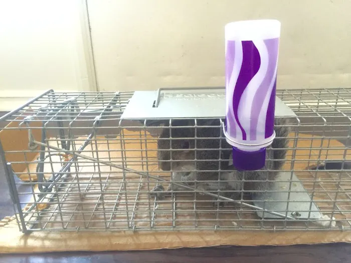 A & A Wildlife and Home Solutions Picture 5