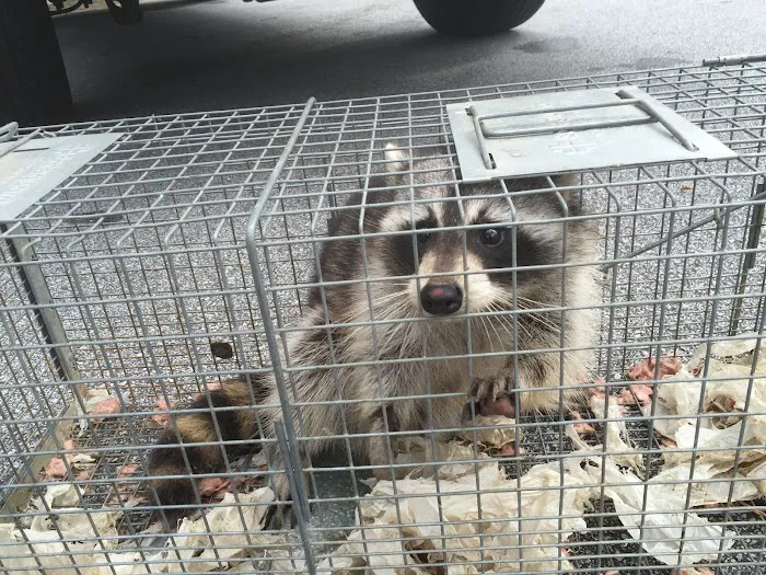 A & A Wildlife and Home Solutions Picture 10