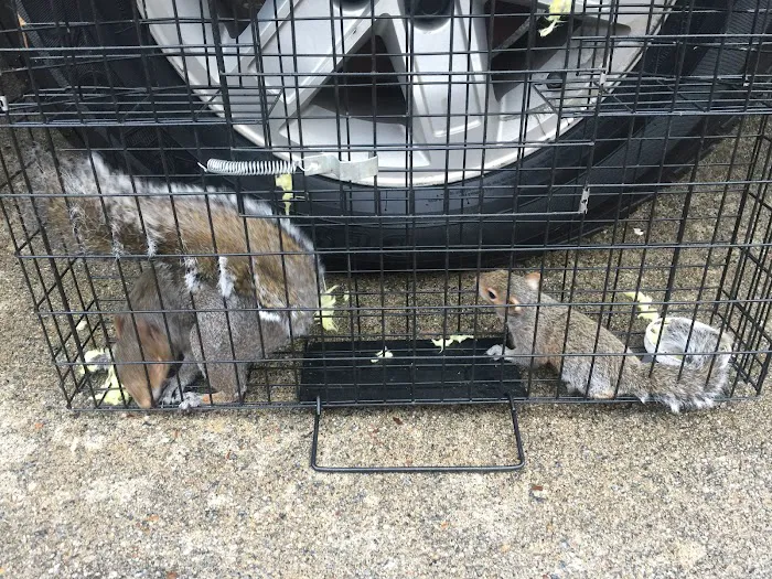 A & A Wildlife and Home Solutions Picture 1