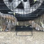 A & A Wildlife and Home Solutions