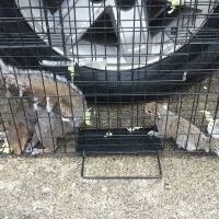 A & A Wildlife and Home Solutions ico