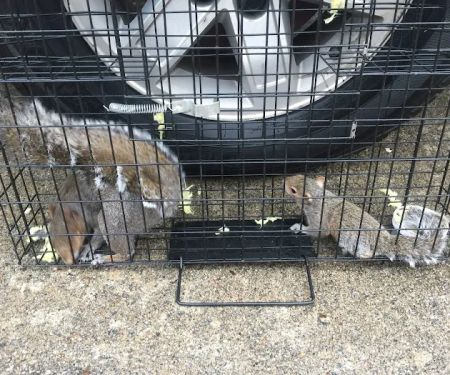 A & A Wildlife and Home Solutions