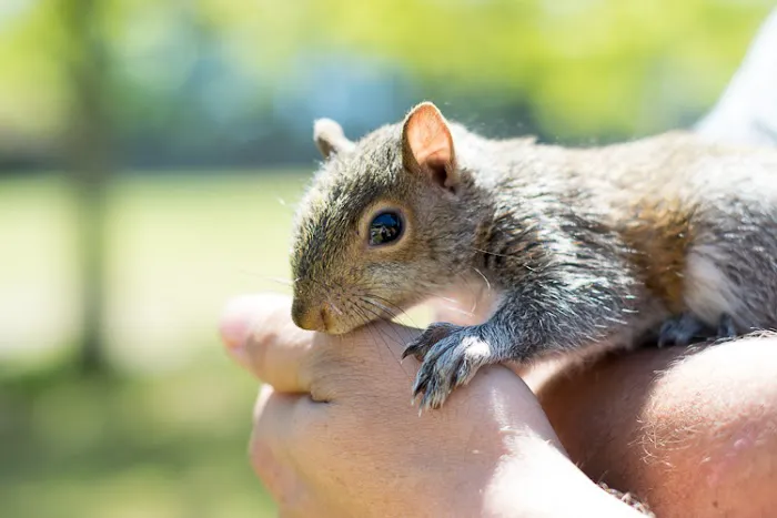 A & A Wildlife and Home Solutions Picture 2
