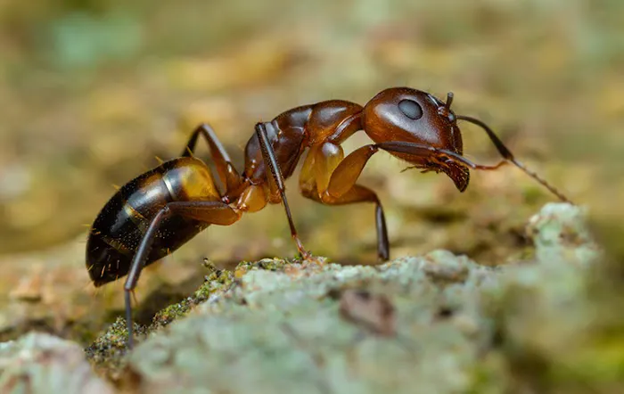 Attila Pest Control Picture 7
