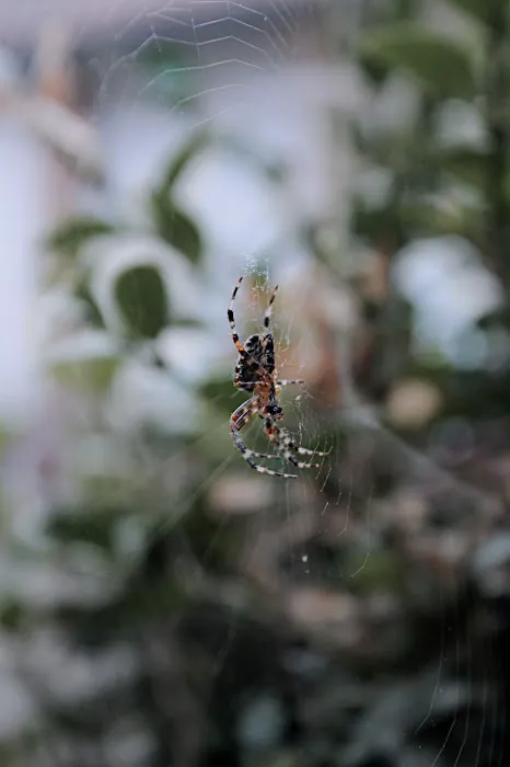 Attila Pest Control Picture 9