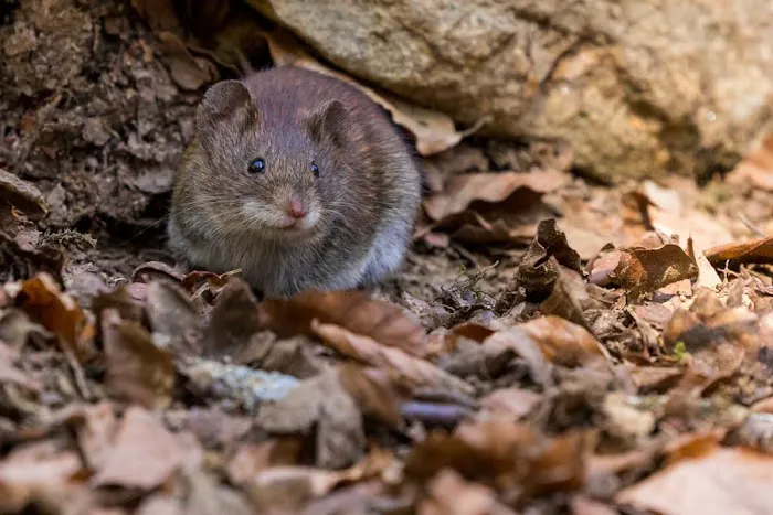 Attila Pest Control Picture 3