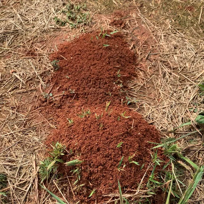 Attila Pest Control Picture 6