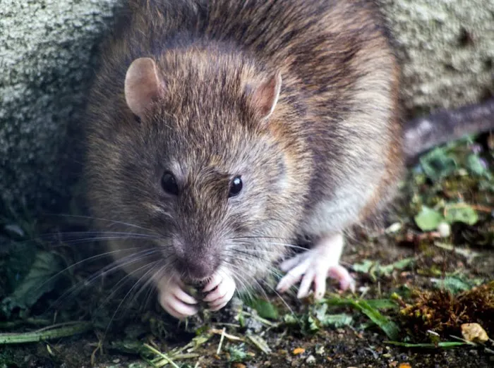 Attila Pest Control Picture 4