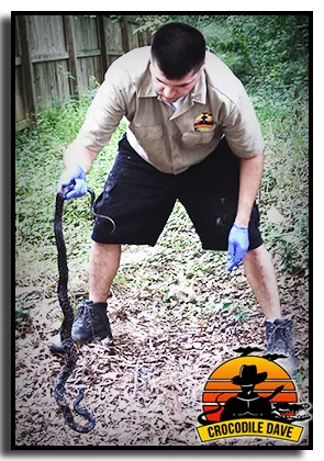 Crocodile Dave Pest Control Picture 8