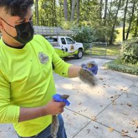Crocodile Dave Pest Control ico
