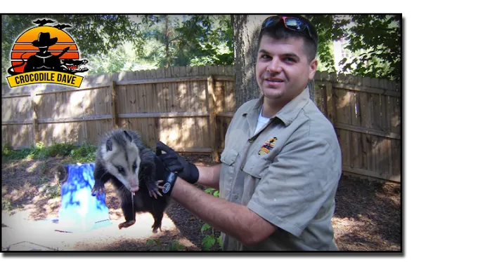 Crocodile Dave Pest Control Picture 4