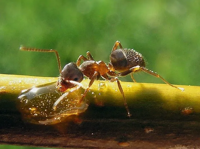 Arete Pest Control Picture 9