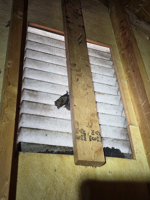 Attic Kings, Animal Removal & Exclusion Picture 5