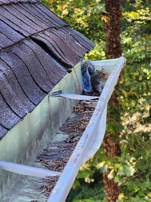 Attic Kings, Animal Removal & Exclusion Picture 6