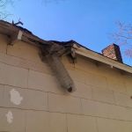 Attic Kings, Animal Removal & Exclusion