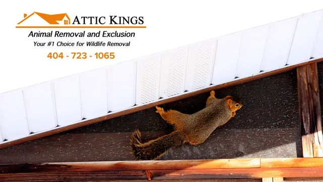 Attic Kings, Animal Removal & Exclusion Picture 8