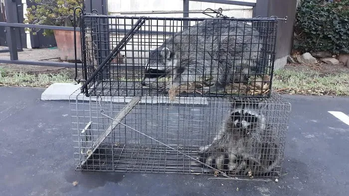 Attic Kings, Animal Removal & Exclusion Picture 7