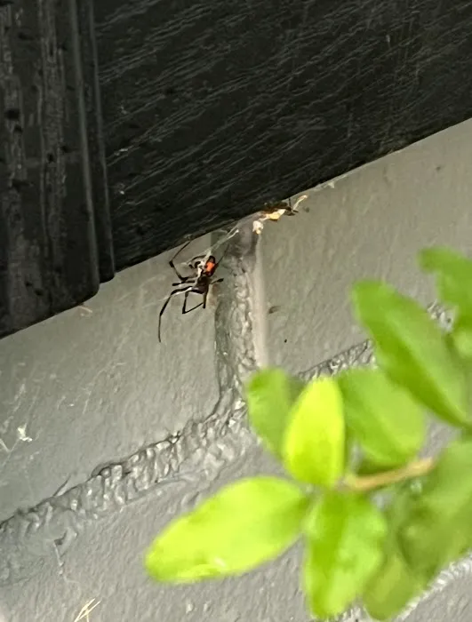 Massey Services Pest Control Picture 6