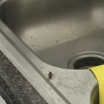 Massey Services Pest Control