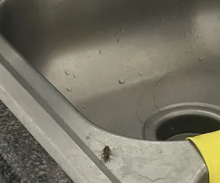 Massey Services Pest Control