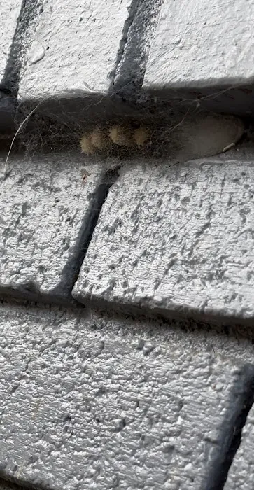 Massey Services Pest Control Picture 4