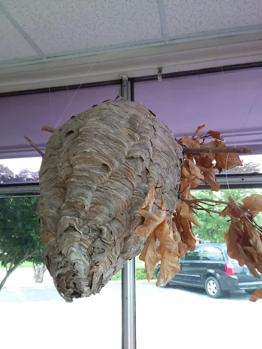 Do It Yourself Pest Control Picture 4