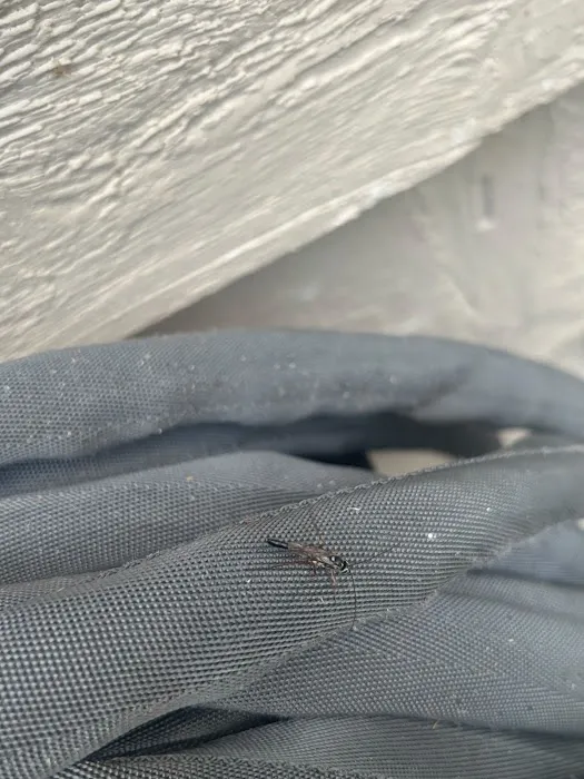 Nextgen Pest, Wildlife & Bed Bug Solutions Picture 6