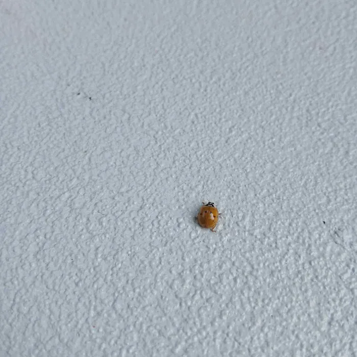 Nextgen Pest, Wildlife & Bed Bug Solutions Picture 8
