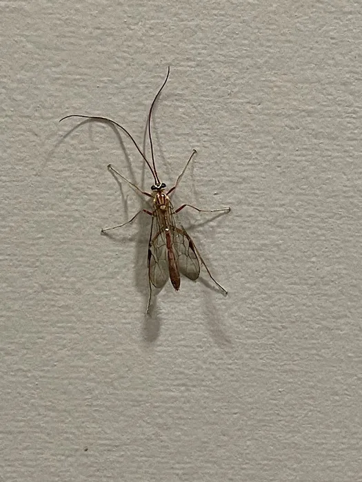 Nextgen Pest, Wildlife & Bed Bug Solutions Picture 2