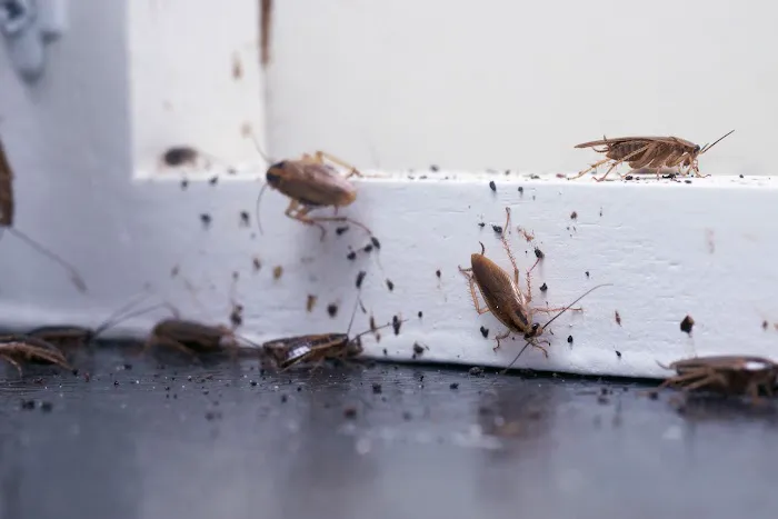 EcoShield Pest Solutions Picture 1