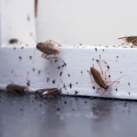 EcoShield Pest Solutions ico