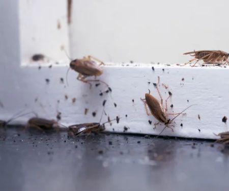 EcoShield Pest Solutions