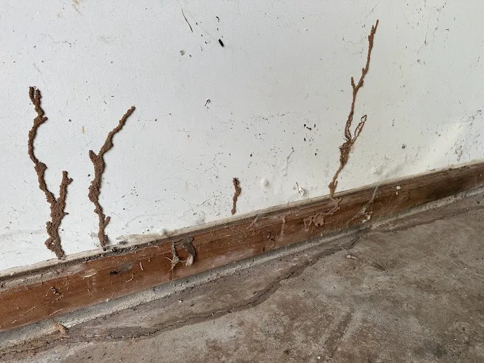 Pete's Pest Patrol Picture 10
