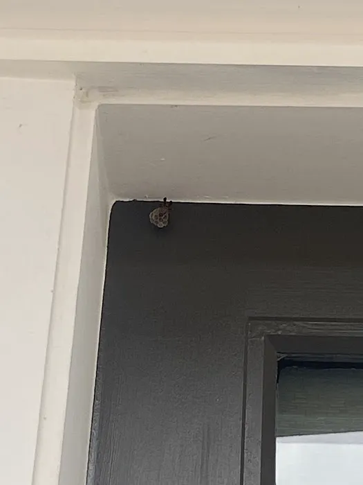 Massey Services Pest Control Picture 4