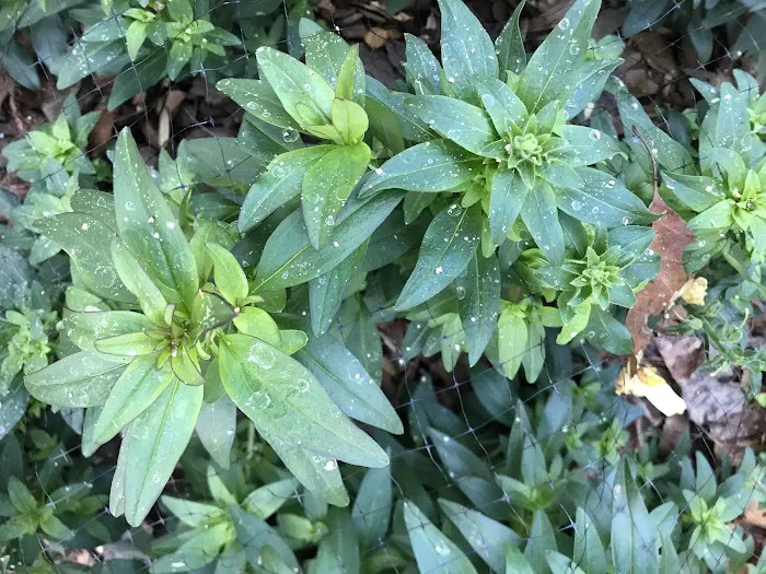 Peachtree Pest Control Picture 7