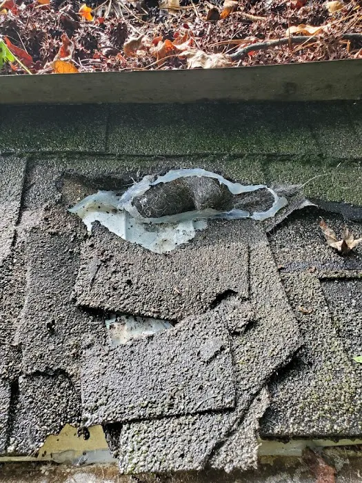 Peachtree Pest Control Picture 6