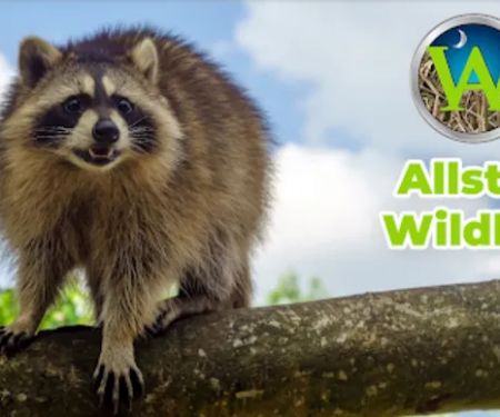 Allstar Wildlife