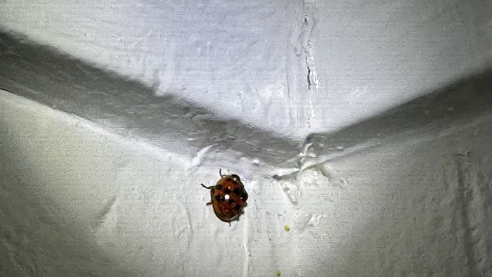 Carolina Pest Controls Picture 3