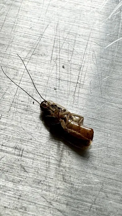 Carolina Pest Controls Picture 1