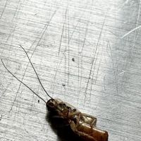 Carolina Pest Controls ico