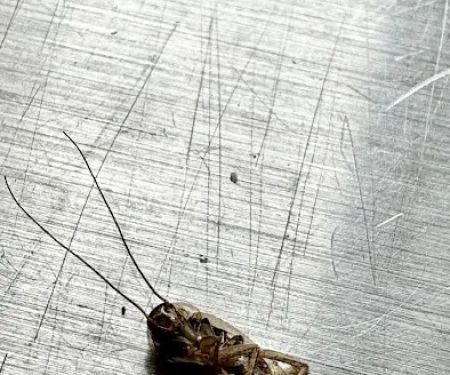 Carolina Pest Controls