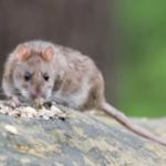 Blythewood Wildlife Removal, Lexington