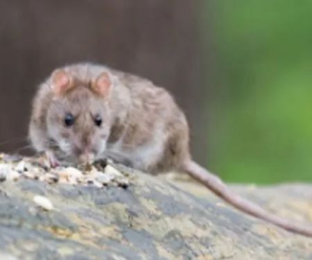 Blythewood Wildlife Removal, Lexington