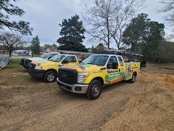 Blythewood Wildlife Removal, Lexington Picture 2