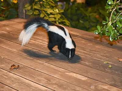 Aiken Pest Control, Inc. Picture 1
