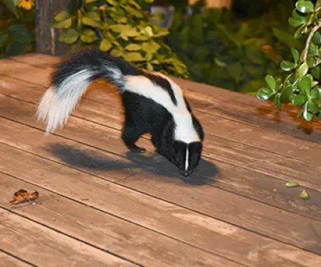 Aiken Pest Control, Inc.