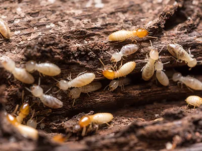 Aiken Pest Control, Inc. Picture 8