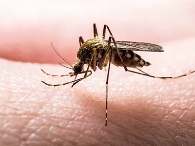Aiken Pest Control, Inc. Picture 5