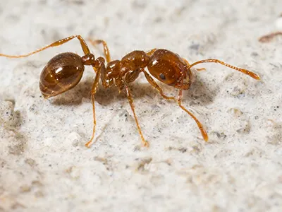 Aiken Pest Control, Inc. Picture 7